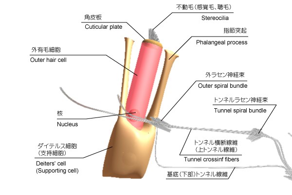 Nabe 公開発表会 内耳の構造 有毛細胞